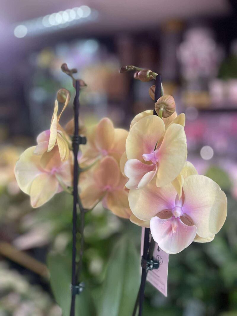 Phalaenopsis BLUSH SUN — BIG LIP | Storczyk