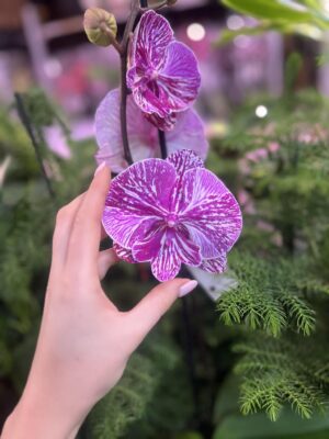 Phalaenopsis Allura Picasso | Storczyk