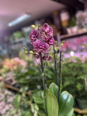 Phalaenopsis Wildcat | Storczyk