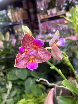 Phalaenopsis Joy Fairy Tale | Storczyk pachnący