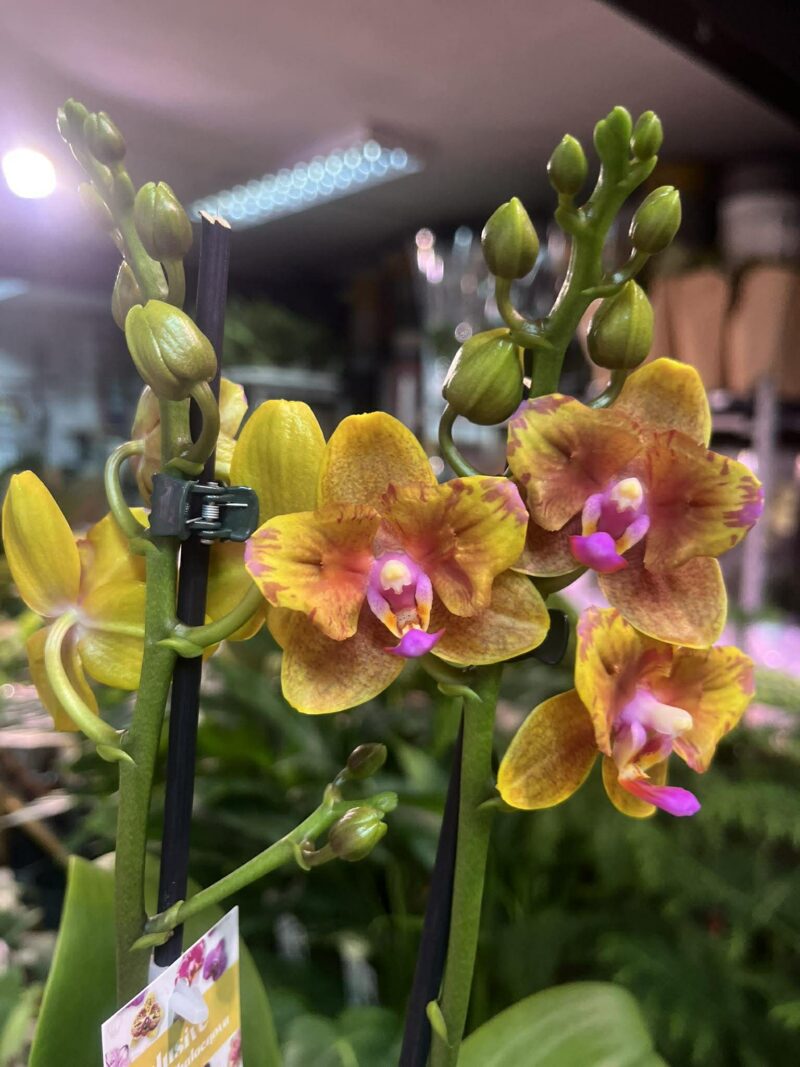 Phalaenopsis Lioulin Orange peloric | Storczyk