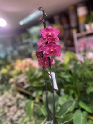 phalaenopsis pavarotti peloric | Storczyk