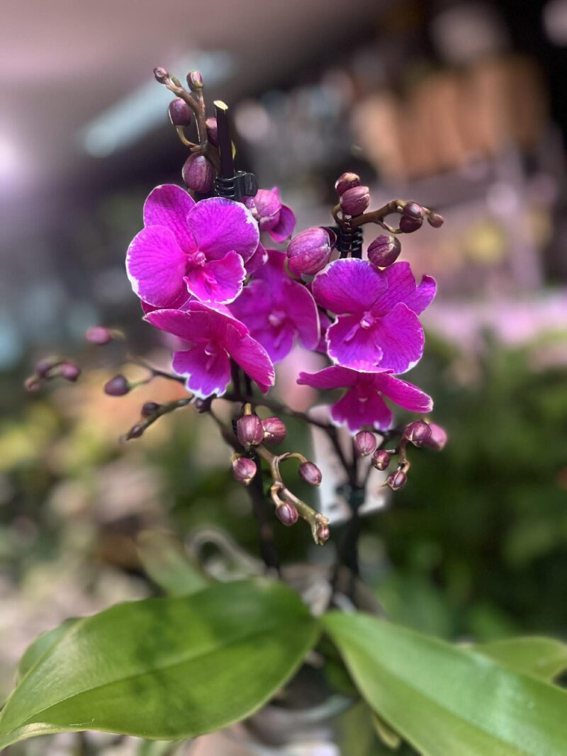 Phalaenopsis Younghome Pinying ‘0792’ Big Lip | Storczyk