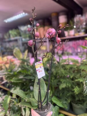 Phalaenopsis Limited – „Pink mutacja” | Storczyk