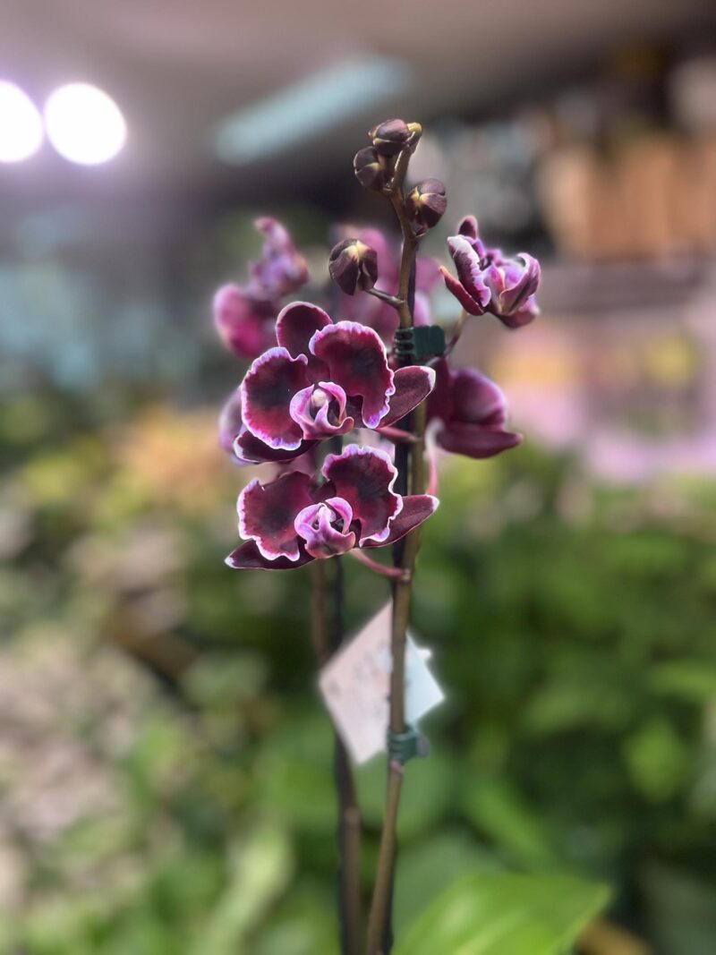 Phalaenopsis summer breath | Storczyk