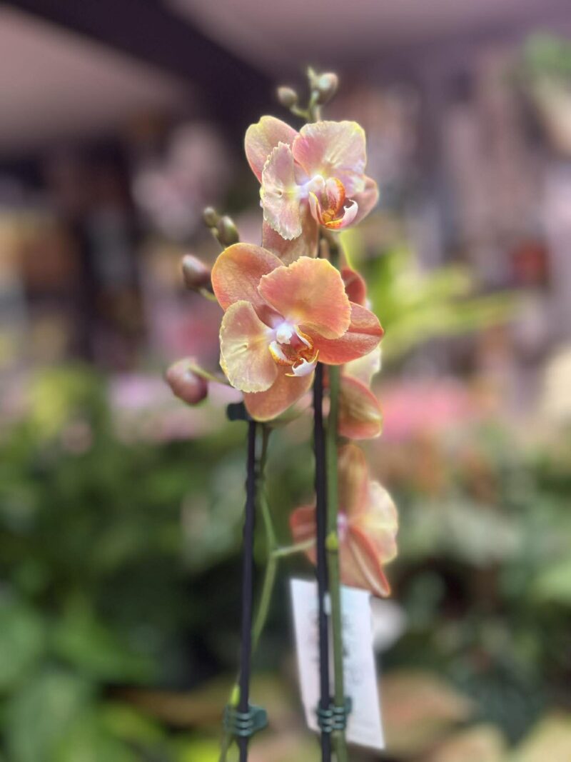 Phalaenopsis Brion Butterfly | Storczyk