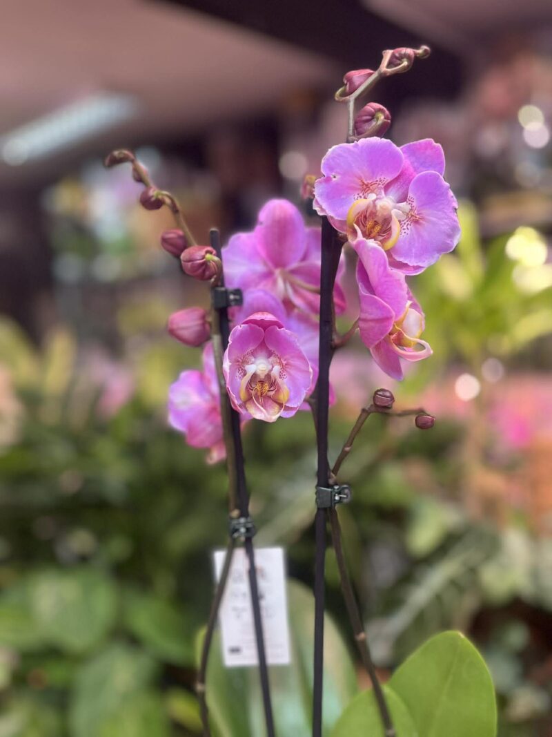 Phalaenopsis Taisuco Anna peloric | Storczyk