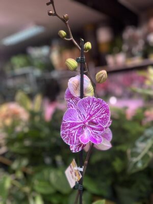 Phalaenopsis Allura Picasso | Storczyk