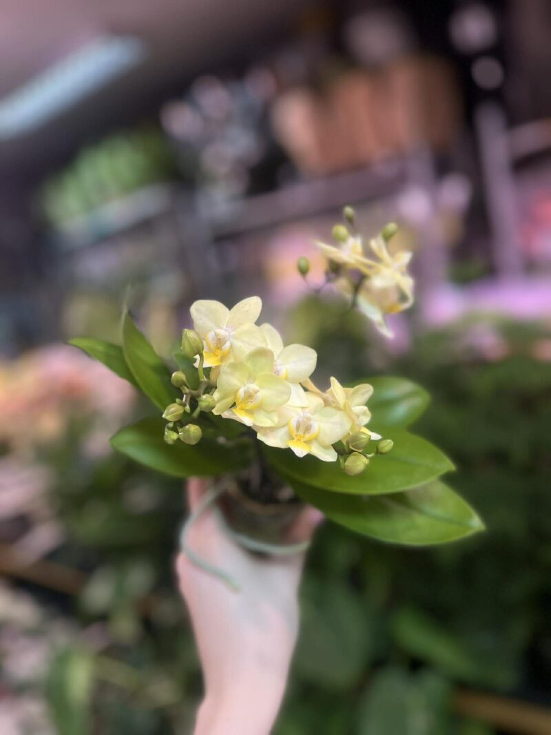 Phalaenopsis Multiflora ‘Sara’ | Storczyk