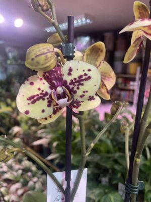 Phalaenopsis Honey Sorbet | Storczyk