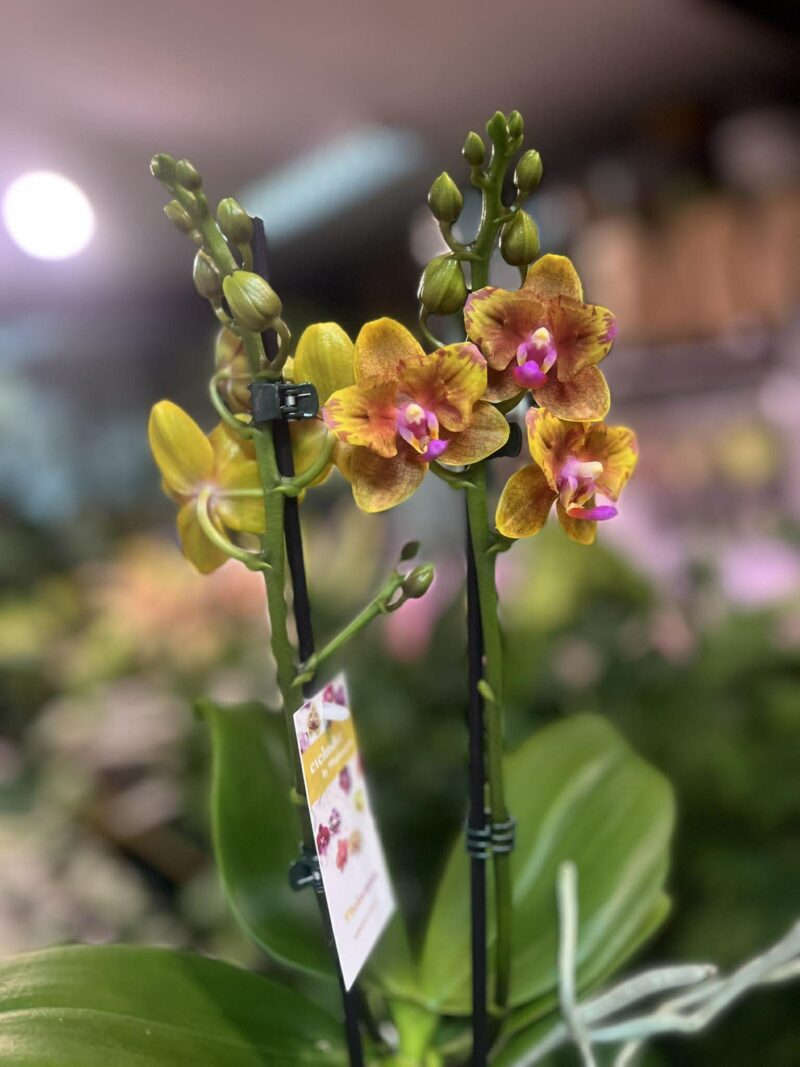 Phalaenopsis Lioulin Orange peloric | Storczyk