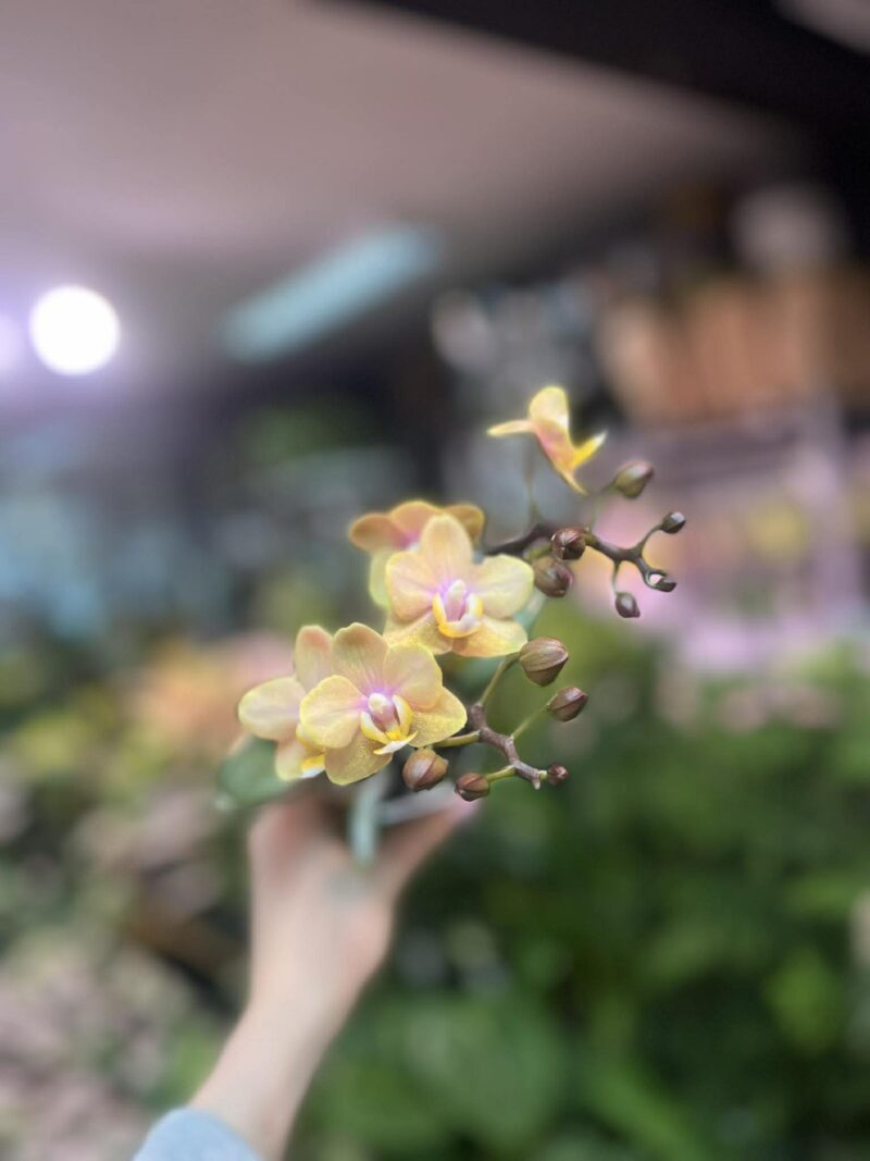 Phalaenopsis Orange | Storczyk Pachnący