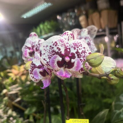 Phalaenopsis Multiflora Exclusivo ‘Athena’ | Storczyk