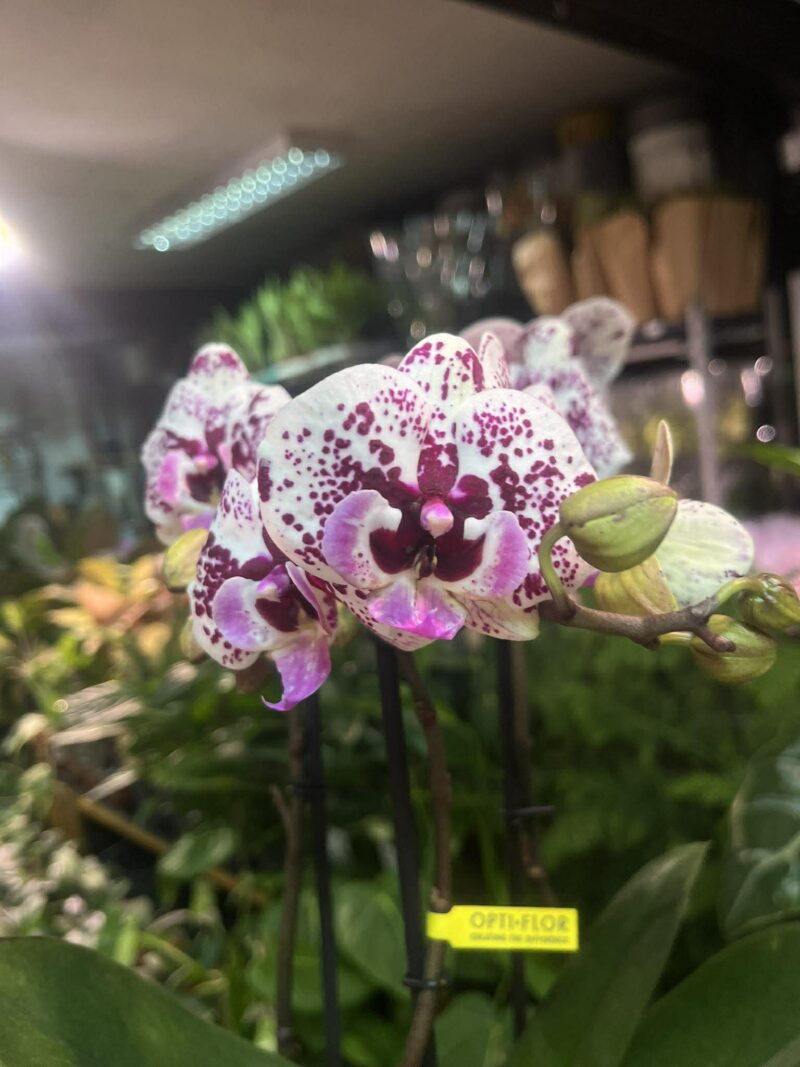 Phalaenopsis Multiflora Exclusivo ‘Athena’ | Storczyk Phalaenopsis Multiflora Exclusivo ‘Athena’ | Storczyk