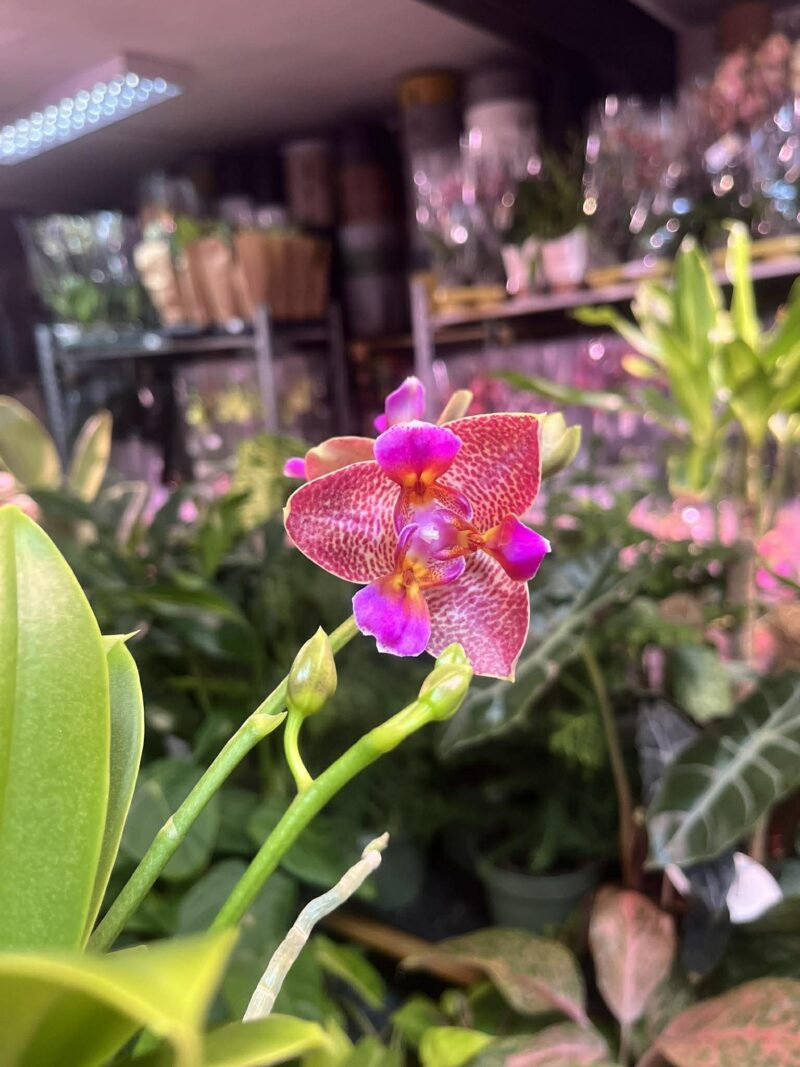 Phalaenopsis Joy Fairy Tale | Storczyk pachnący