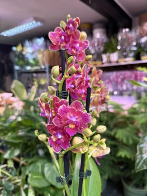 Storczyk z mixa butterfly przepiękny