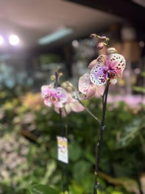 Phalaenopsis Wild Peach | Storczyk