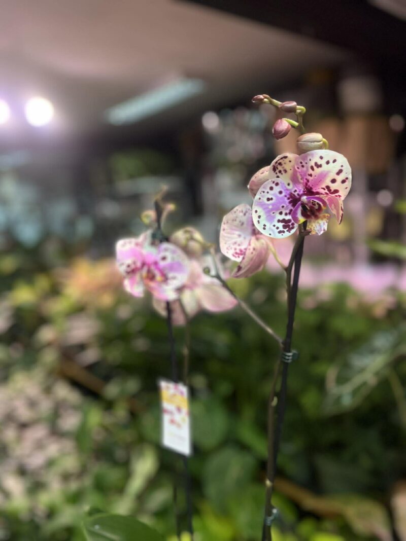 Phalaenopsis Wild Peach | Storczyk