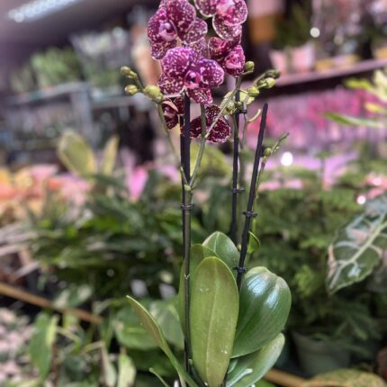 Phalaenopsis Wildcat | Storczyk