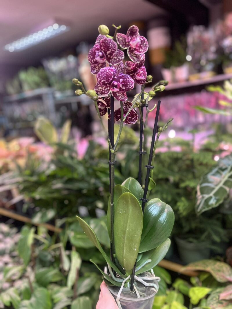 Phalaenopsis Wildcat | Storczyk