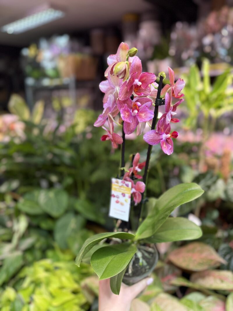 Phalaenopsis Alice Butterfly | Storczyk