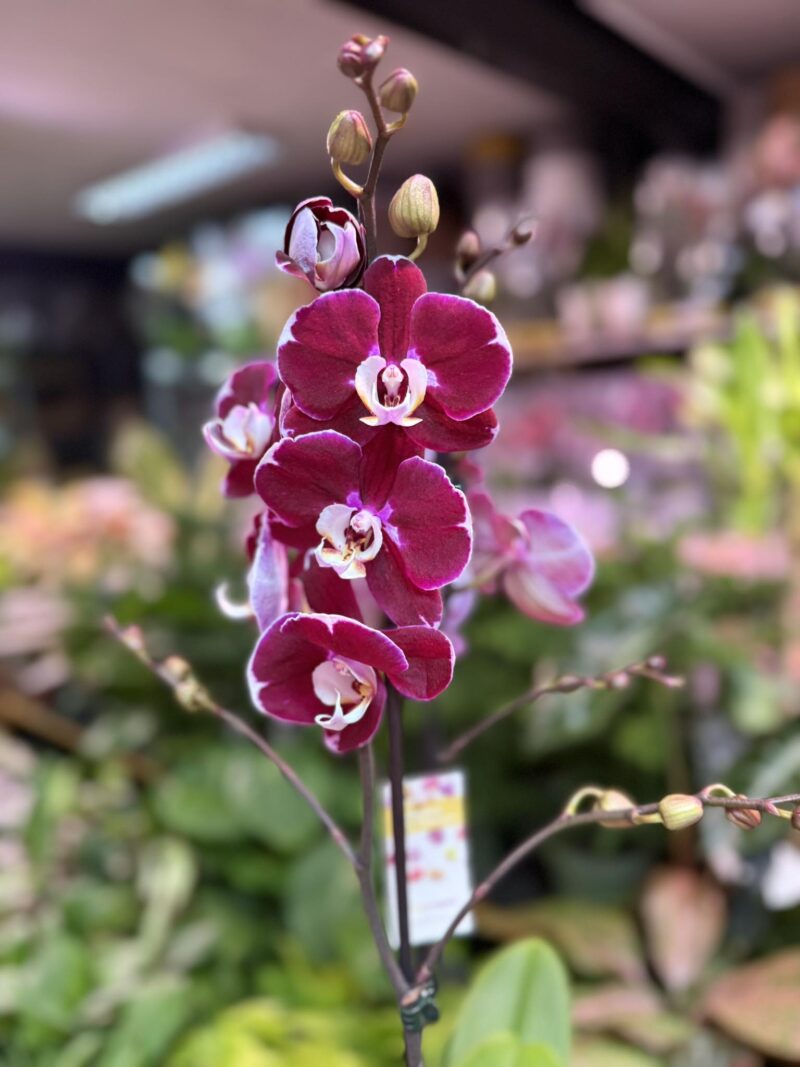 phalaenopsis hot chilli | Storczyk