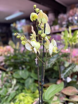 Storczyk z mixa cytrynowy