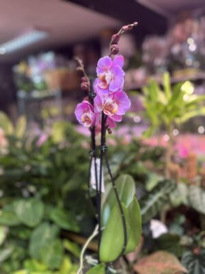 Phalaenopsis Taisuco Anna peloric | Storczyk