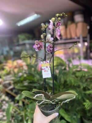 Phalaenopsis Lianher Happy Pearl | Storczyk