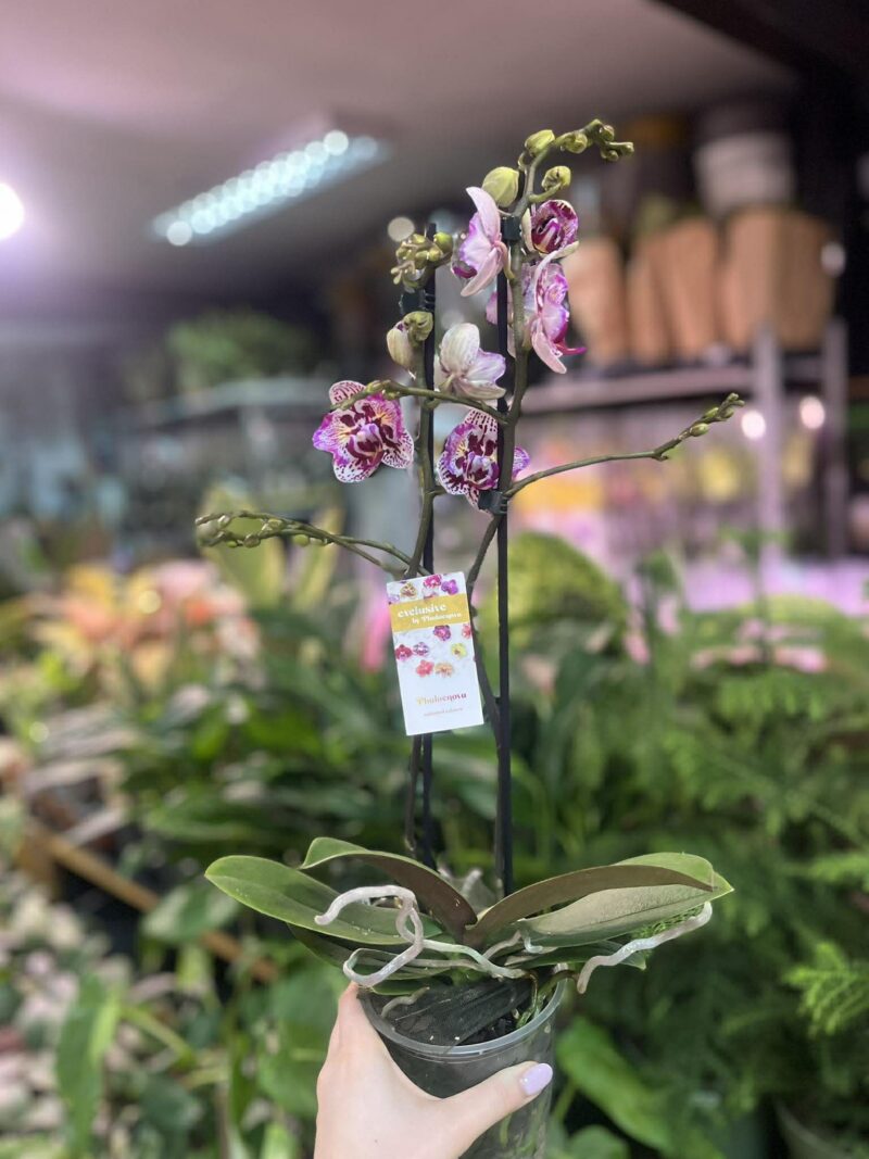 Phalaenopsis Lianher Happy Pearl | Storczyk