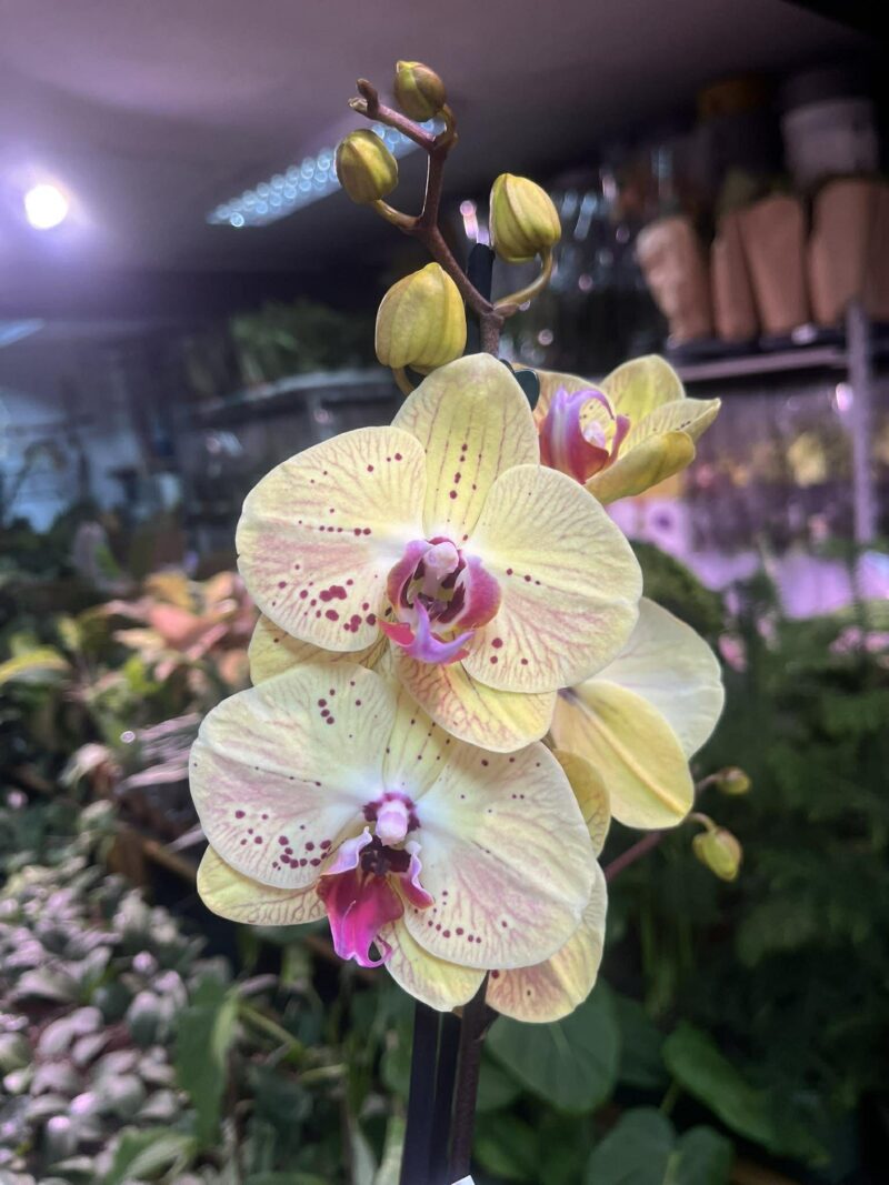 Phalaenopsis Golden Goya | Storczyk