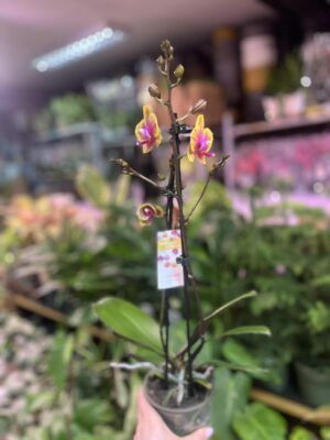 Phalaenopsis Sogo Lawrence x I-Hsin Yellow Wave | Storczyk