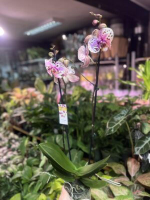 Phalaenopsis Wild Peach | Storczyk