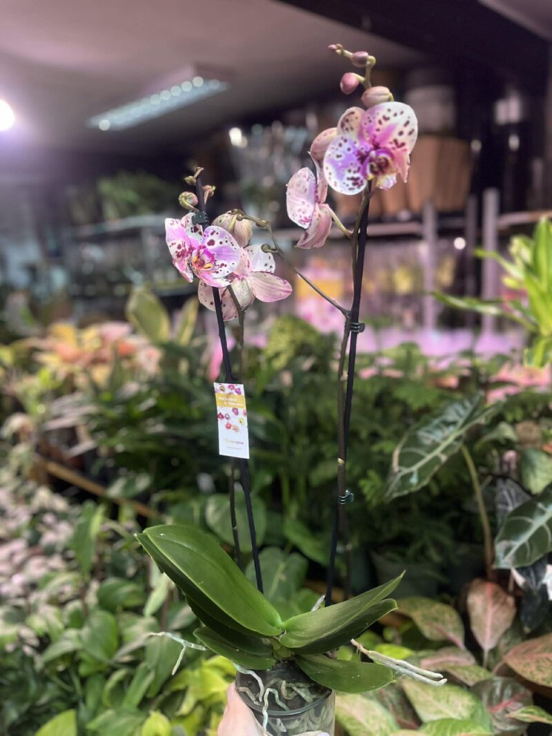 Phalaenopsis Wild Peach | Storczyk