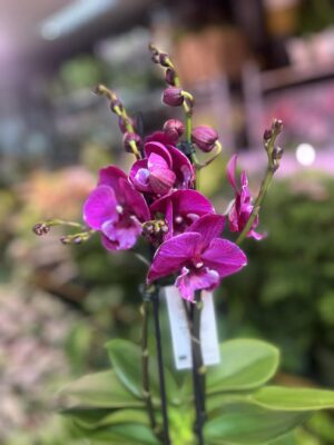 Phalaenopsis Tying Shin Black Bear Big Lip | Storczyk