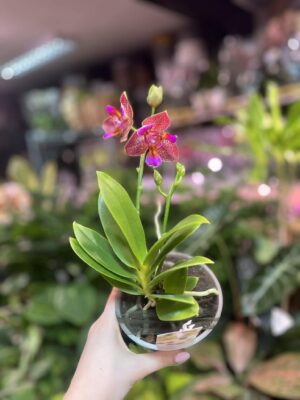 Phalaenopsis Joy Fairy Tale | Storczyk pachnący