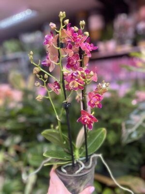 Phalaenopsis „Limited 03” peloric | storczyk