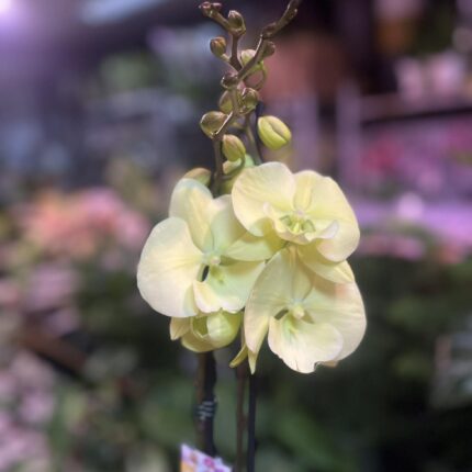 Phalaenopsis Limoncello Kiss big Lip | Storczyk