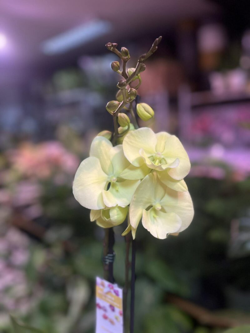 Phalaenopsis Limoncello Kiss big Lip | Storczyk