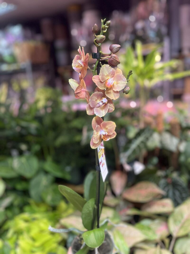 Phalaenopsis Brion Butterfly | Storczyk