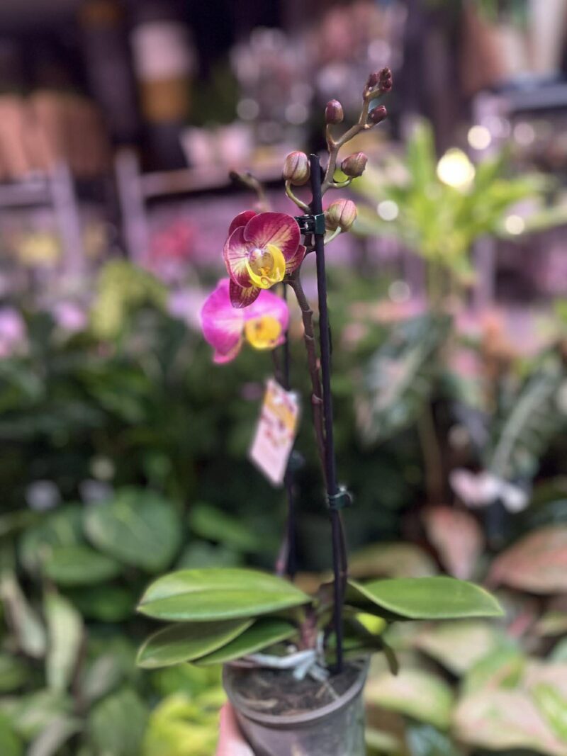 Phalaenopsis Limited 04 | Storczyk