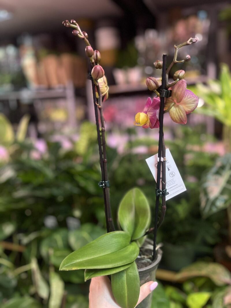 Phalaenopsis Limited 04 | Storczyk