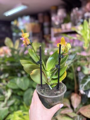 Storczyk z mixa pomarańczowy peloric