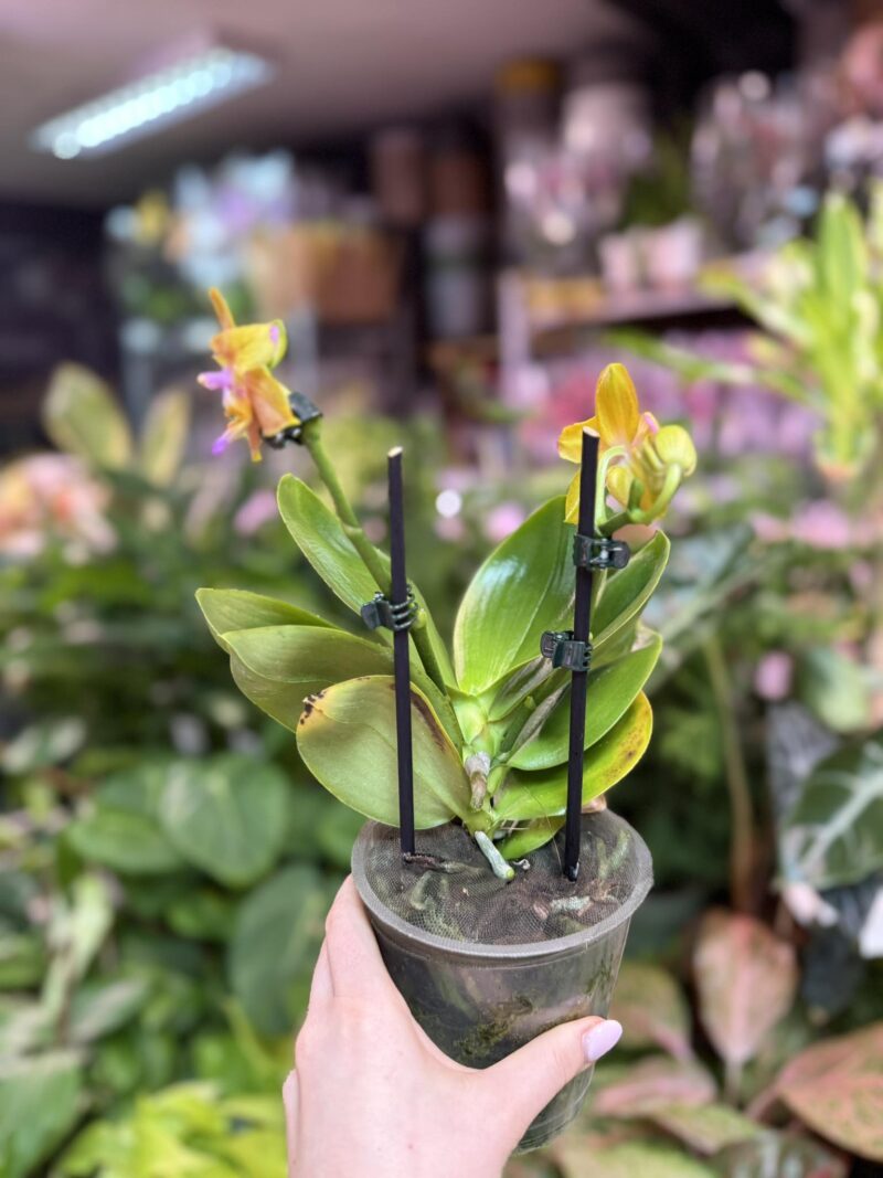 Storczyk z mixa pomarańczowy peloric