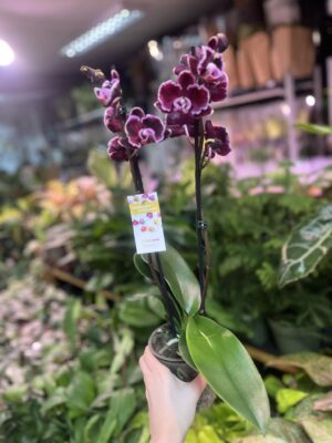 Phalaenopsis summer breath | Storczyk