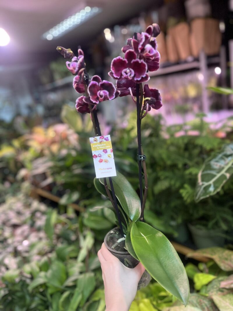 Phalaenopsis summer breath | Storczyk