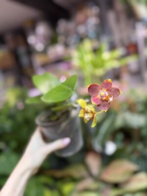 Phalaenopsis Pylo’s sofia | Storczyk