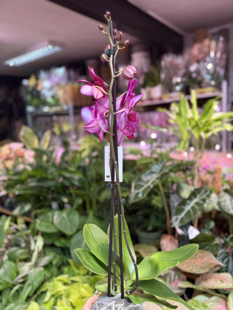 Storczyk z mixa fuksja