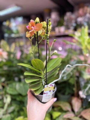 Phalaenopsis Yaphon Perfume ‘ES’ | Storczyk pachnący