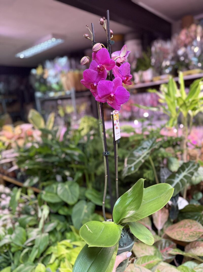 Storczyk z mixa fuksja